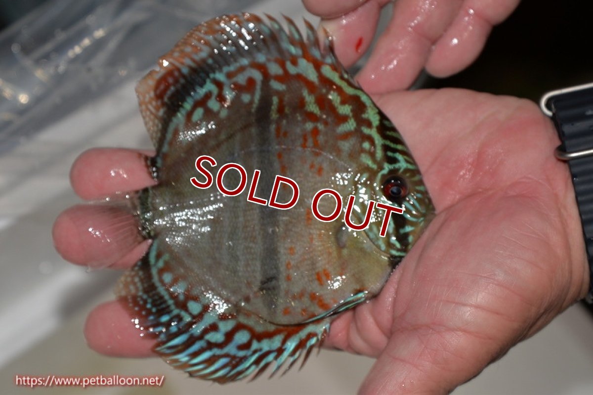 画像3: 【ディスカス】ヘッケルクロス イサレッド【個体販売】14cm (推定オス)(生体)ブリーダー:台湾 滿彩堂 (3)