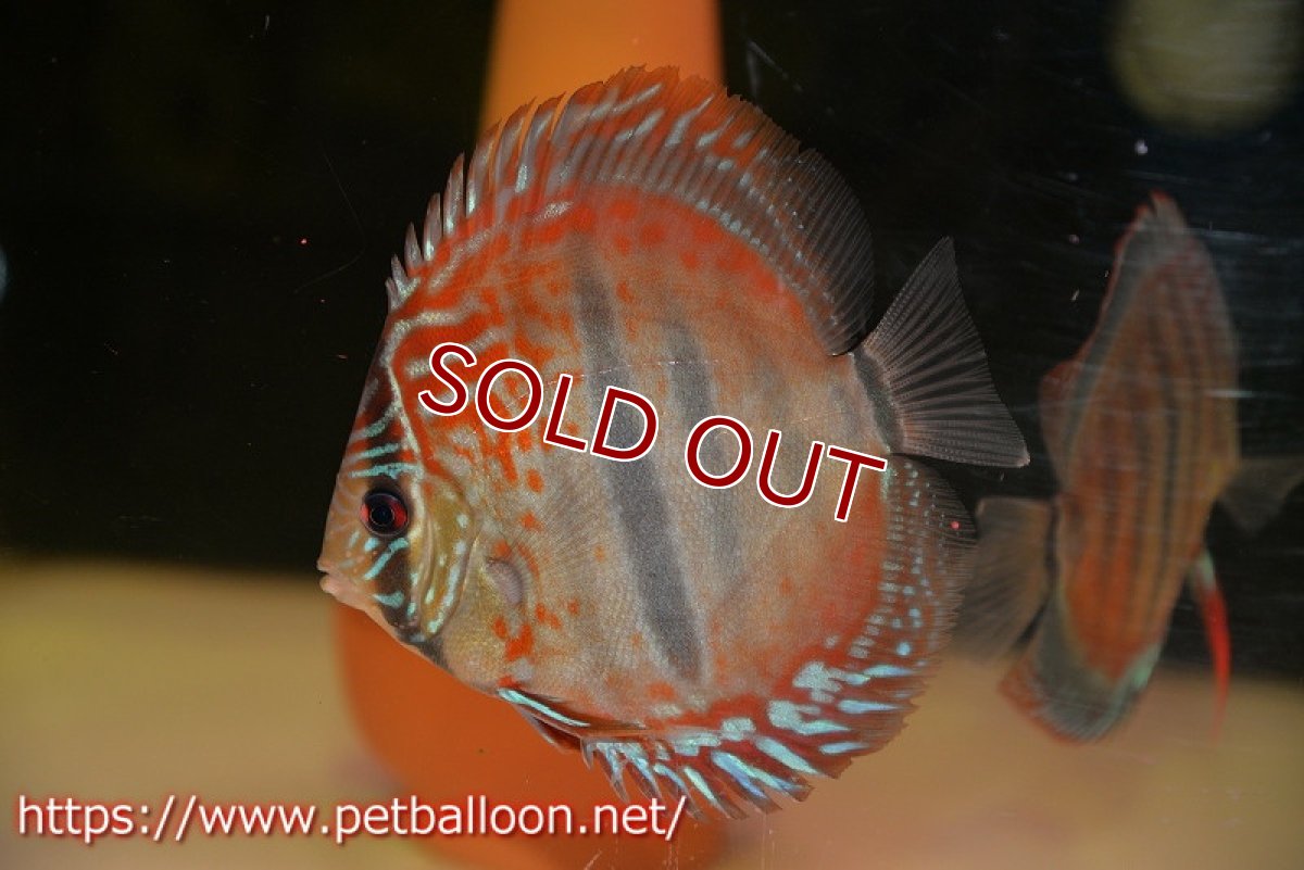 画像2: 【ディスカス】ヘッケルクロス イサレッド【個体販売】13cm(推定メス)(生体)ブリーダー:台湾 滿彩堂 (2)