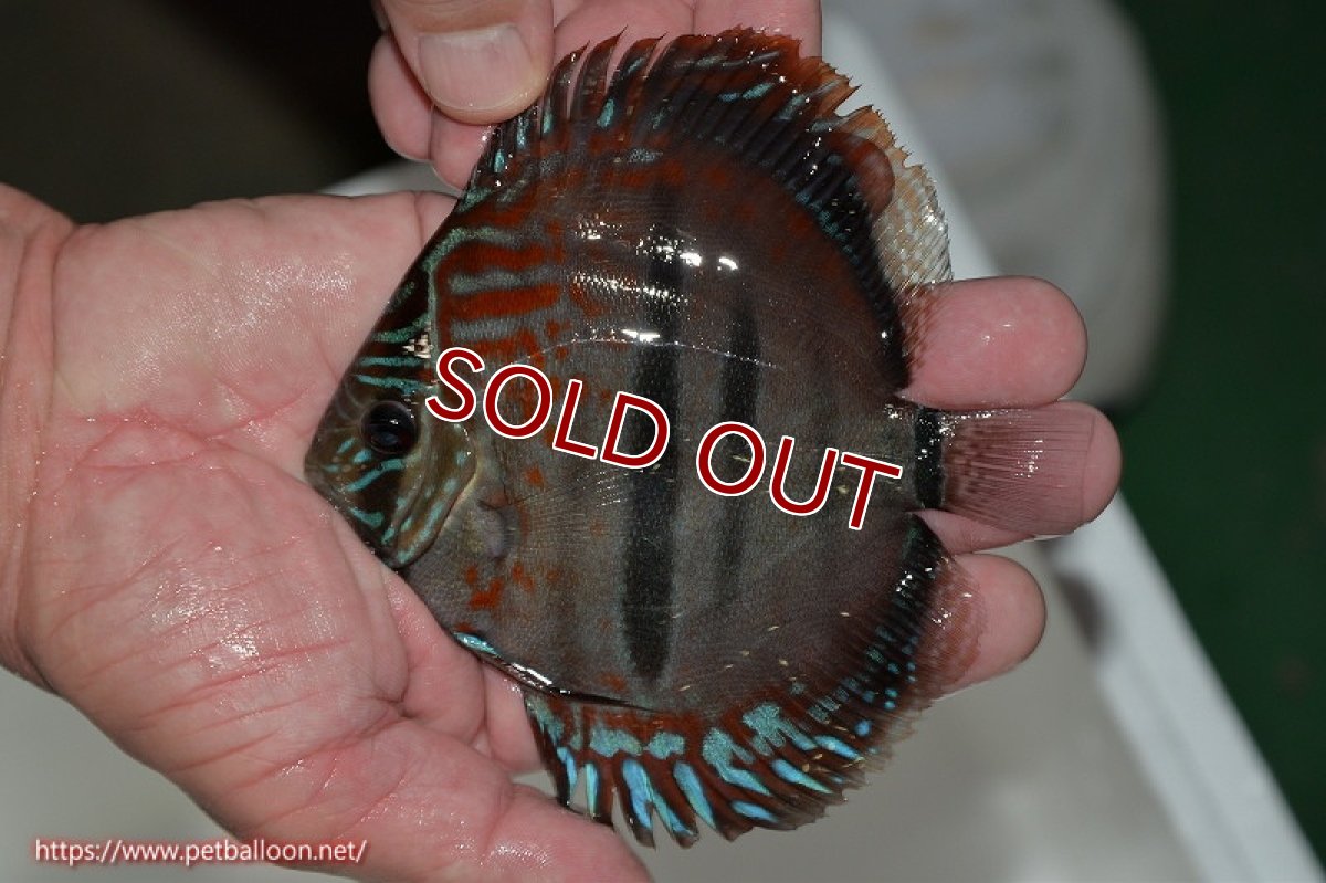 画像3: 【ディスカス】ヘッケルクロス イサレッド【個体販売】13cm(推定メス)(生体)ブリーダー:台湾 滿彩堂 (3)