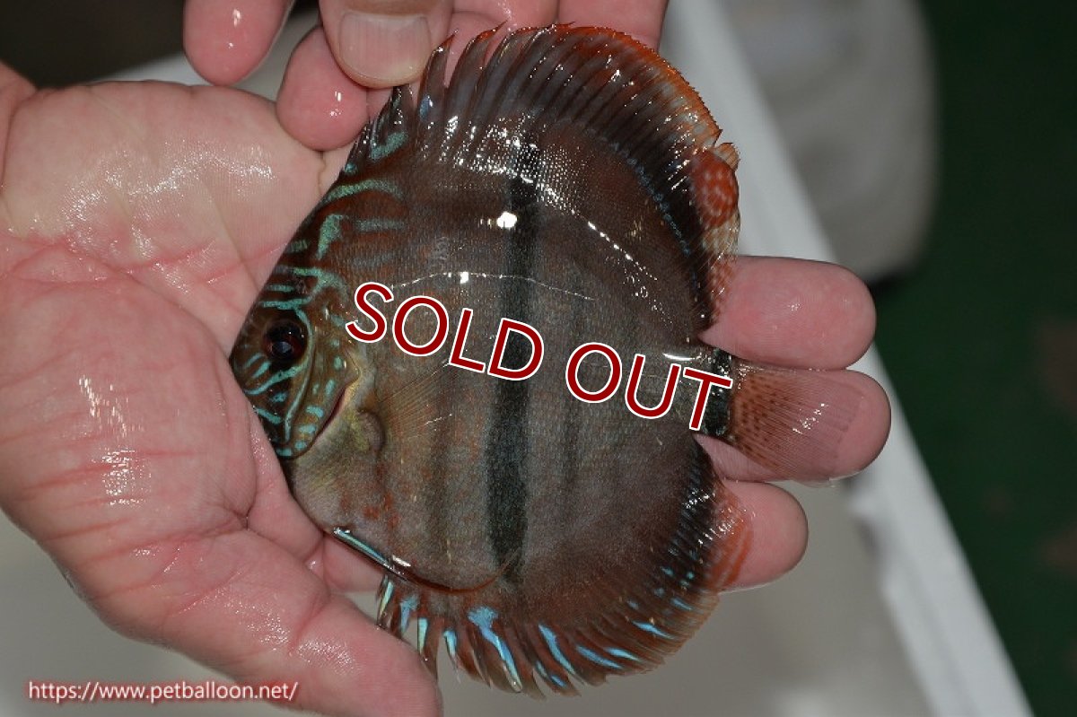 画像2: 【ディスカス】ヘッケルクロス イサレッド【個体販売】13cm(推定メス）（生体）ブリーダー：台湾　滿彩堂 (2)