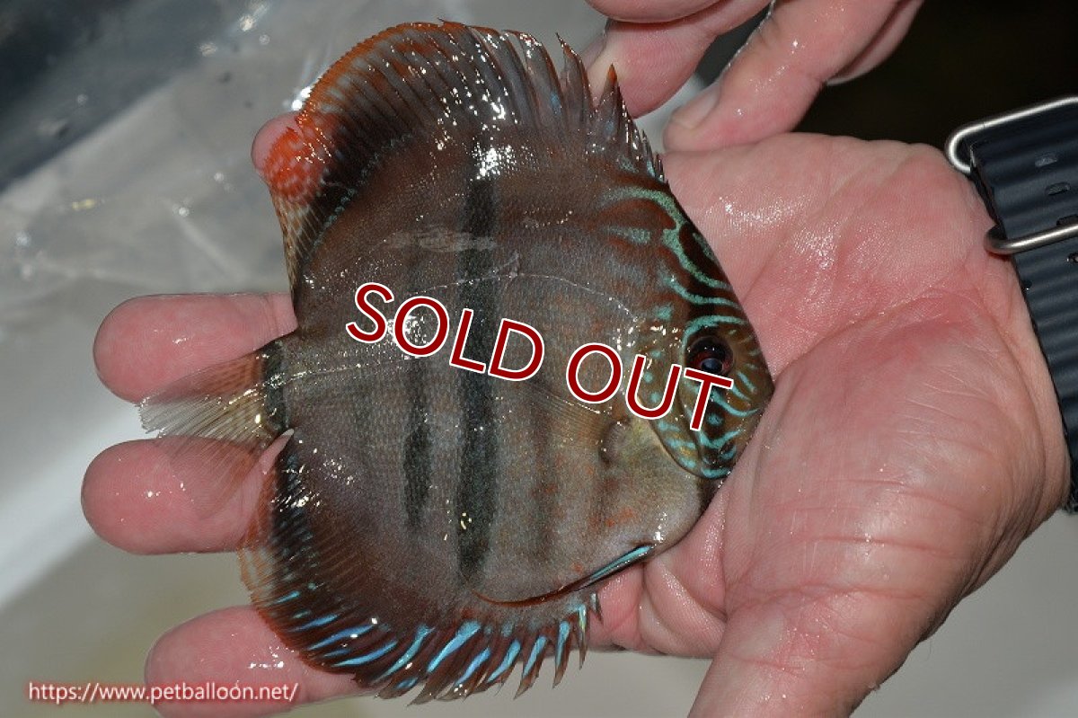 画像3: 【ディスカス】ヘッケルクロス イサレッド【個体販売】13cm(推定メス）（生体）ブリーダー：台湾　滿彩堂 (3)