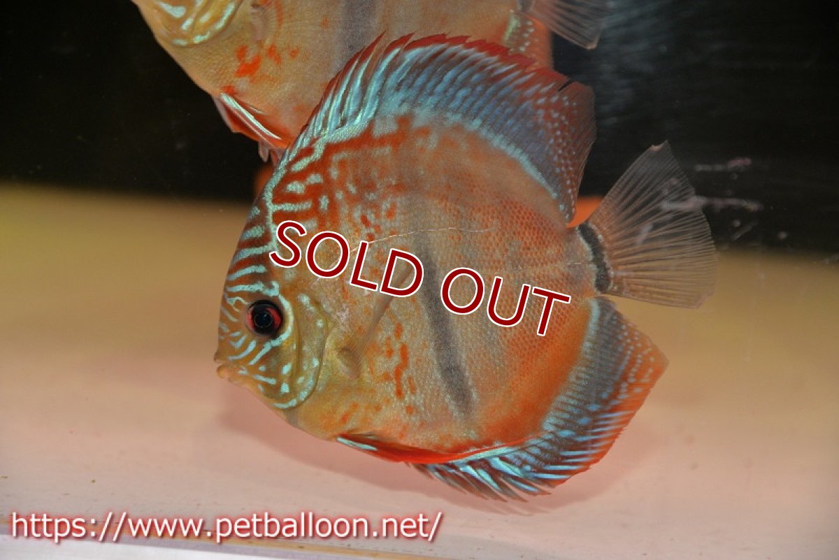 画像2: 【ディスカス】ヘッケルクロス イサレッド【個体販売】12cm(推定メス)(生体)ブリーダー:台湾 滿彩堂 (2)