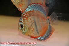 画像2: 【ディスカス】ヘッケルクロス イサレッド【個体販売】12cm(推定メス）（生体）ブリーダー：台湾　滿彩堂 (2)