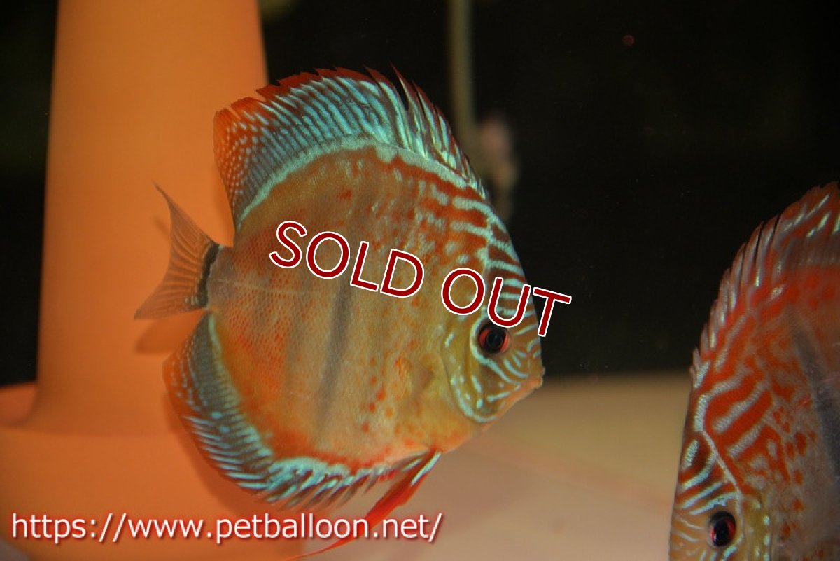 画像3: 【ディスカス】ヘッケルクロス イサレッド【個体販売】12cm(推定メス)(生体)ブリーダー:台湾 滿彩堂 (3)