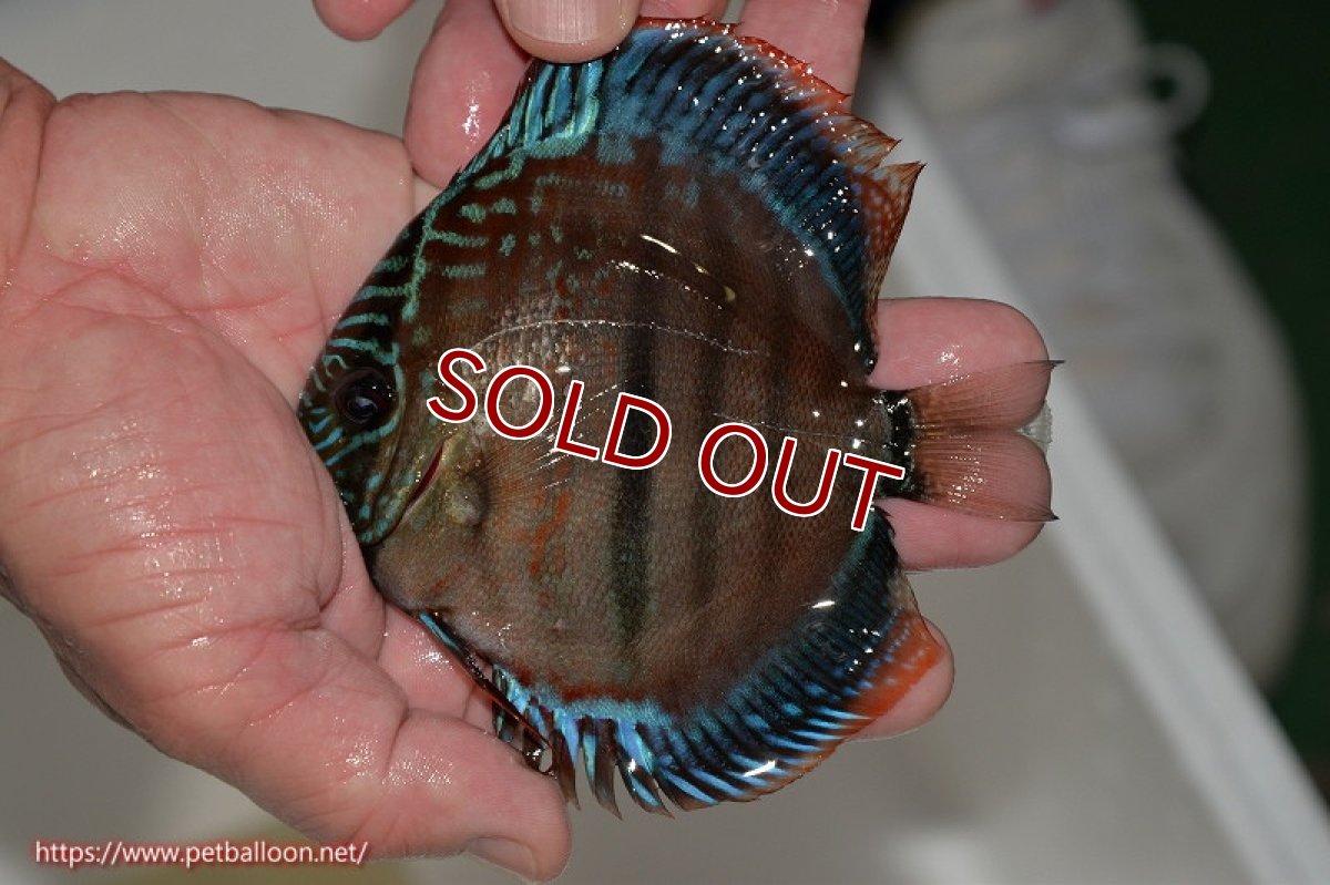 画像4: 【ディスカス】ヘッケルクロス イサレッド【個体販売】12cm(推定メス)(生体)ブリーダー:台湾 滿彩堂 (4)