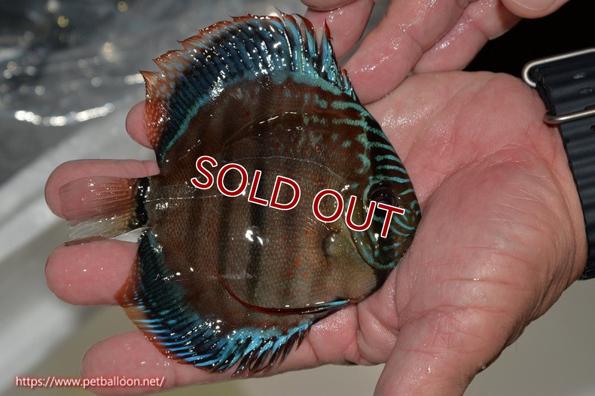 画像5: 【ディスカス】ヘッケルクロス イサレッド【個体販売】12cm(推定メス)(生体)ブリーダー:台湾 滿彩堂 (5)