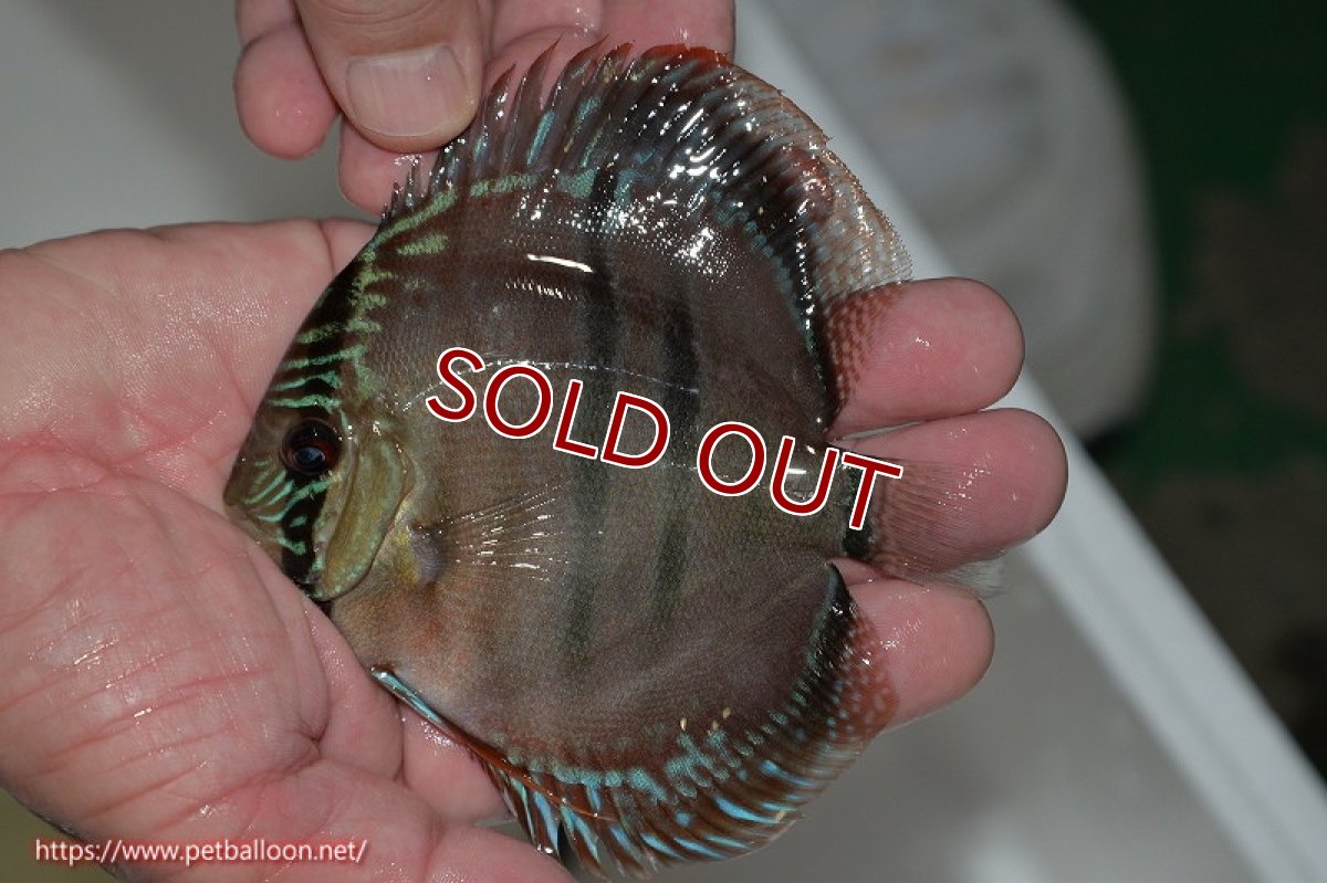 画像2: 【ディスカス】ヘッケルクロス イサレッド【個体販売】12cm(推定メス)(生体)ブリーダー:台湾 滿彩堂 (2)