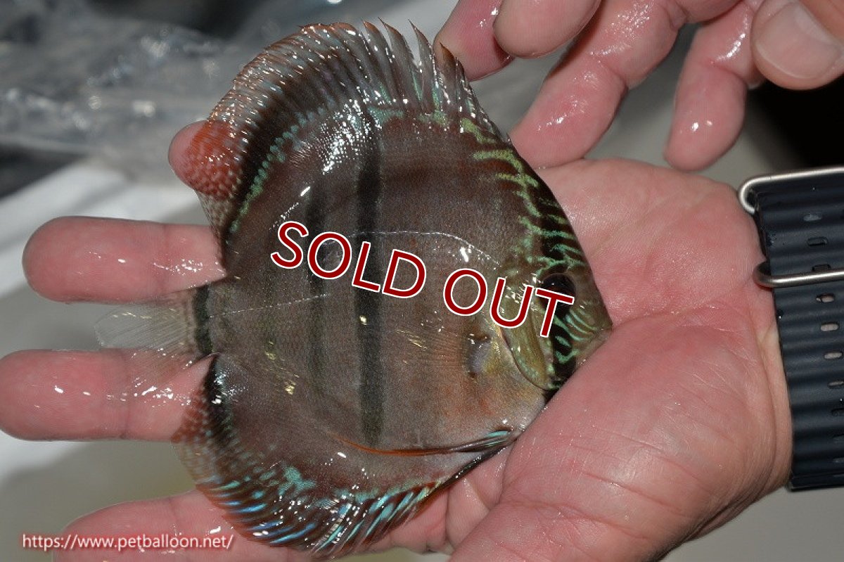 画像3: 【ディスカス】ヘッケルクロス イサレッド【個体販売】12cm(推定メス)(生体)ブリーダー:台湾 滿彩堂 (3)