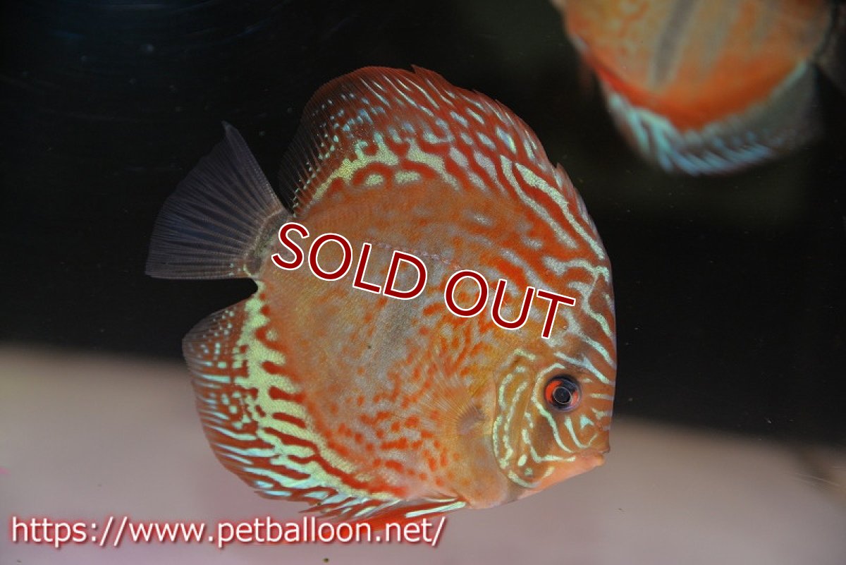 画像2: 【ディスカス】ヘッケルクロス イサレッド【個体販売】13cm(推定オス)(生体)ブリーダー:台湾 滿彩堂 (2)