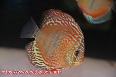 画像2: 【ディスカス】ヘッケルクロス イサレッド【個体販売】13cm(推定オス）（生体）ブリーダー：台湾　滿彩堂 (2)
