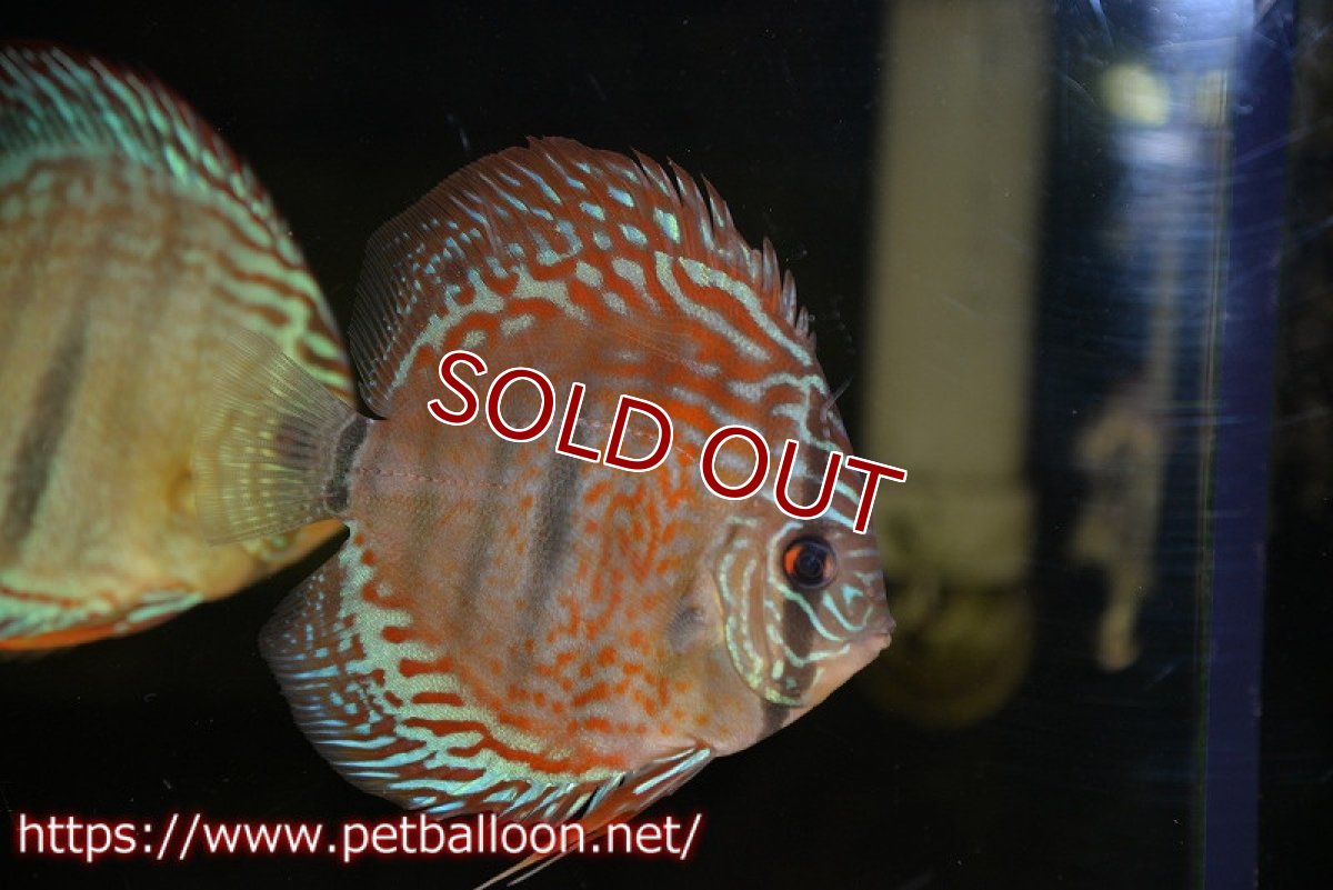 画像3: 【ディスカス】ヘッケルクロス イサレッド【個体販売】13cm(推定オス)(生体)ブリーダー:台湾 滿彩堂 (3)