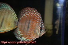 画像3: 【ディスカス】ヘッケルクロス イサレッド【個体販売】13cm(推定オス）（生体）ブリーダー：台湾　滿彩堂 (3)