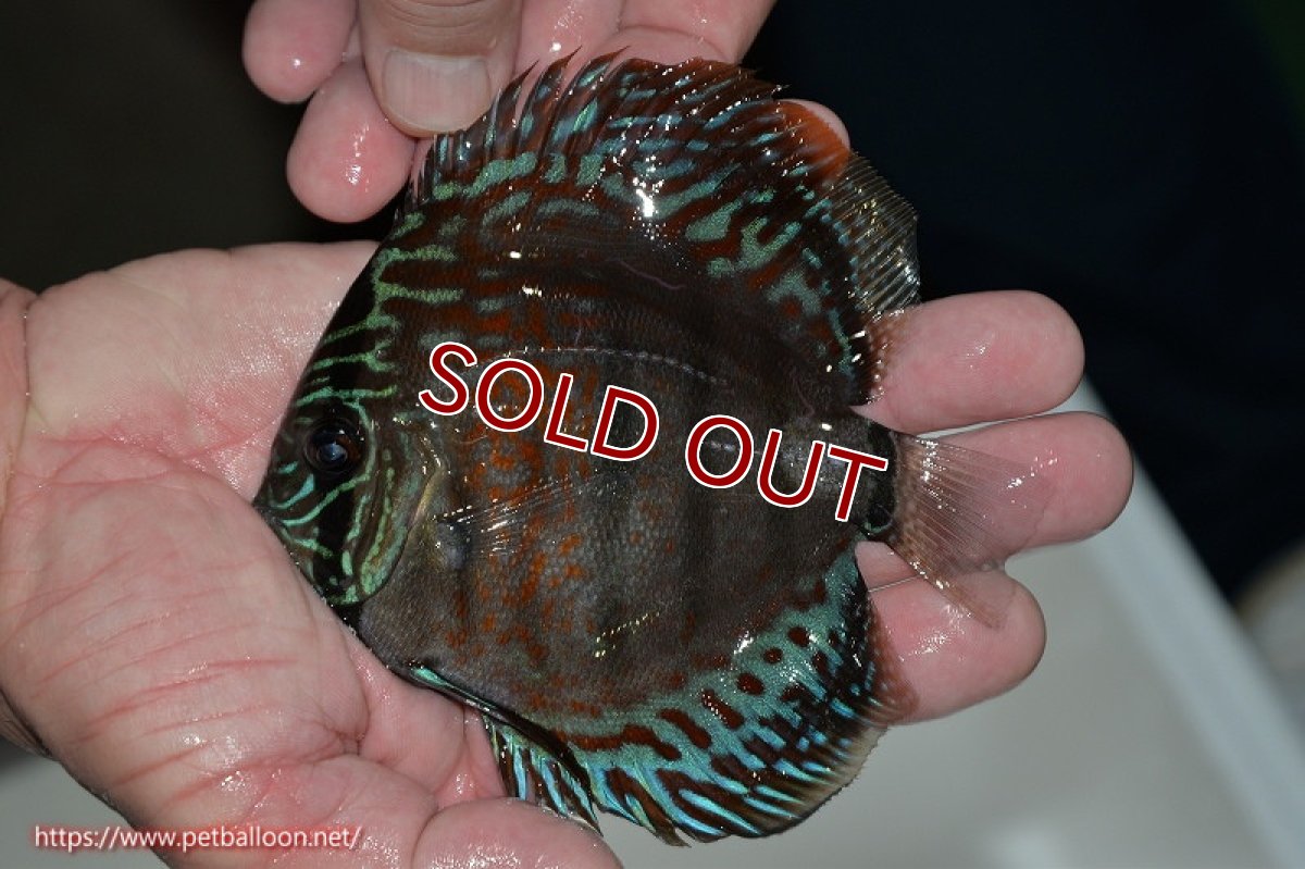 画像4: 【ディスカス】ヘッケルクロス イサレッド【個体販売】13cm(推定オス)(生体)ブリーダー:台湾 滿彩堂 (4)