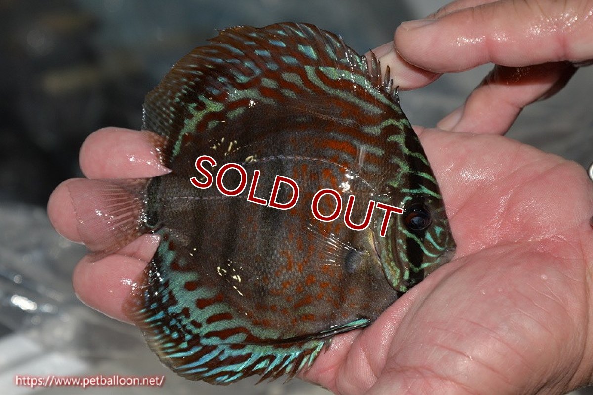 画像5: 【ディスカス】ヘッケルクロス イサレッド【個体販売】13cm(推定オス)(生体)ブリーダー:台湾 滿彩堂 (5)