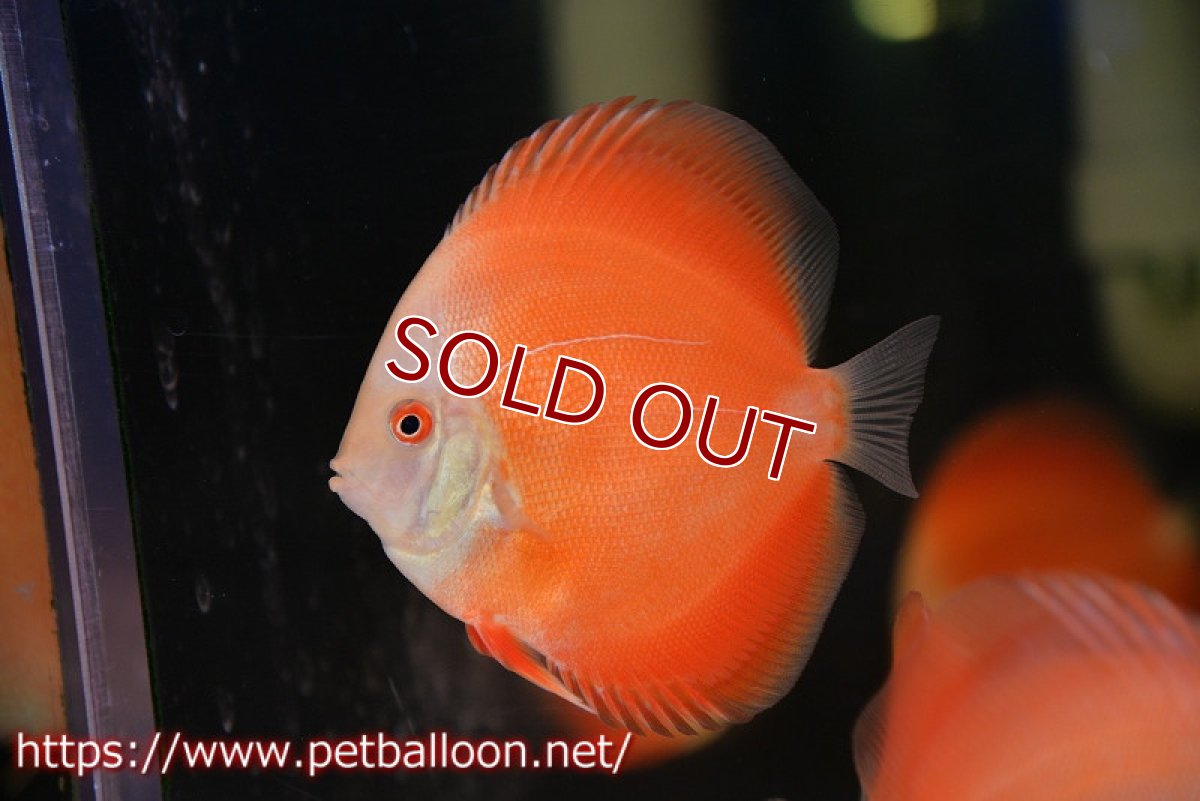 画像2: 【ディスカス】【通販】ホワイトフェイススーパーレッドメロン3匹【サンプル画像】8-9cm（生体）マレーシア　NAディスカスファーム (2)