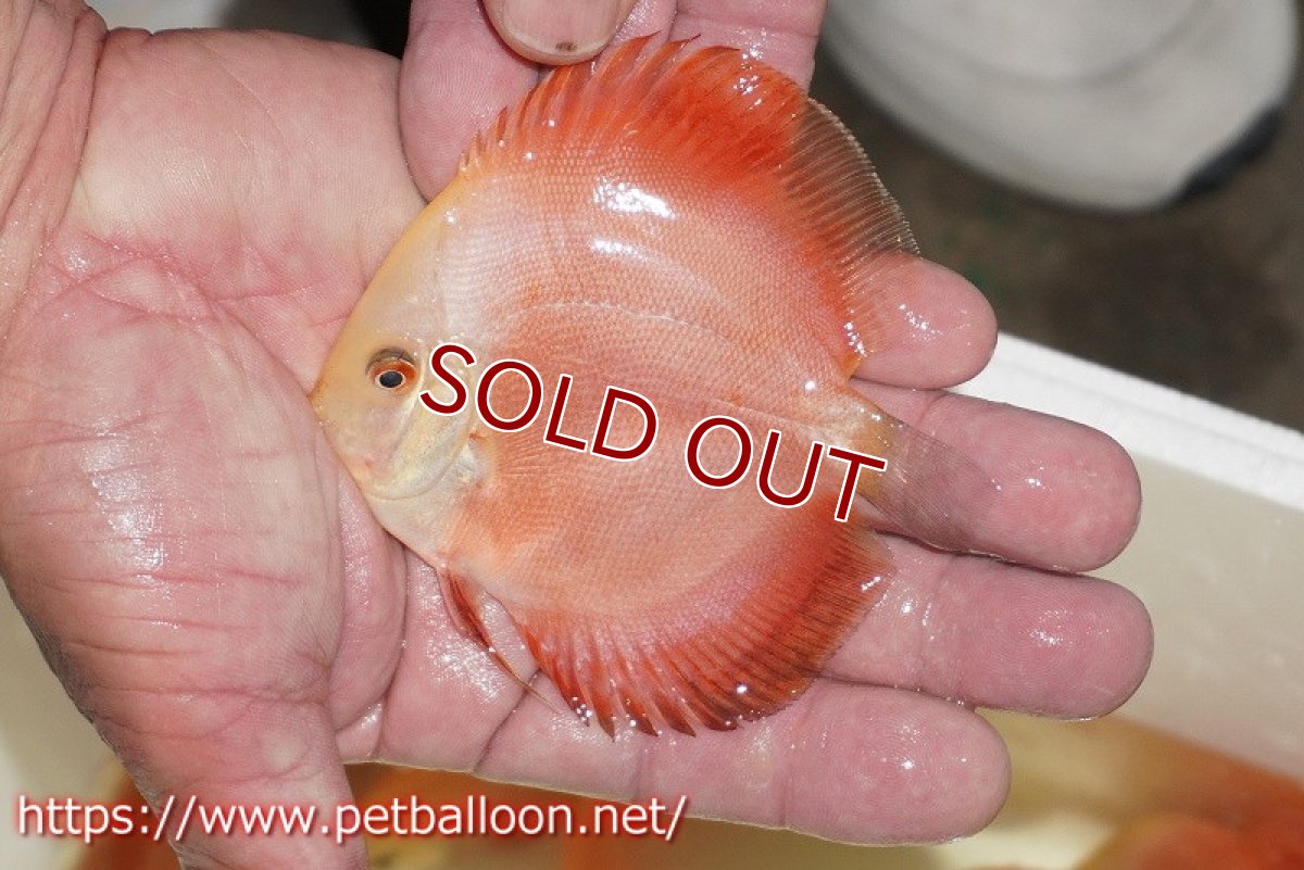 画像3: 【ディスカス】ホワイトフェイススーパーレッドメロン5匹【サンプル画像】8-9cm（生体）マレーシア　NAディスカスファーム (3)