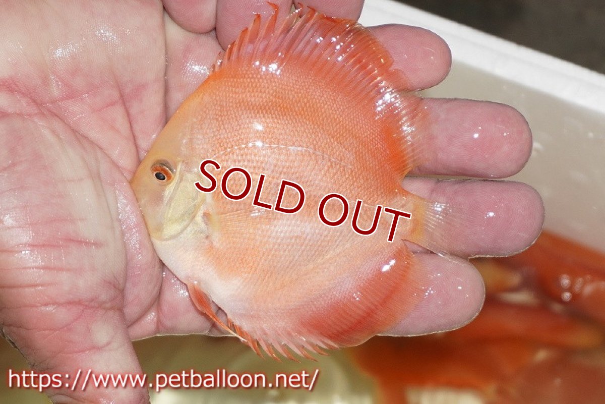 画像4: 【ディスカス】ホワイトフェイススーパーレッドメロン5匹【サンプル画像】8-9cm（生体）マレーシア　NAディスカスファーム (4)