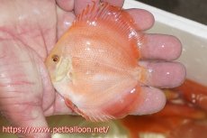 画像4: 【ディスカス】ホワイトフェイススーパーレッドメロン5匹【サンプル画像】8-9cm（生体）マレーシア　NAディスカスファーム (4)