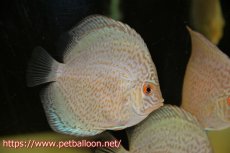 画像1: 【ディスカス】ロイヤルサファイヤ　スポットタイプ　1匹【サンプル画像】8-9cm（生体）マレーシア　NAディスカスファーム (1)