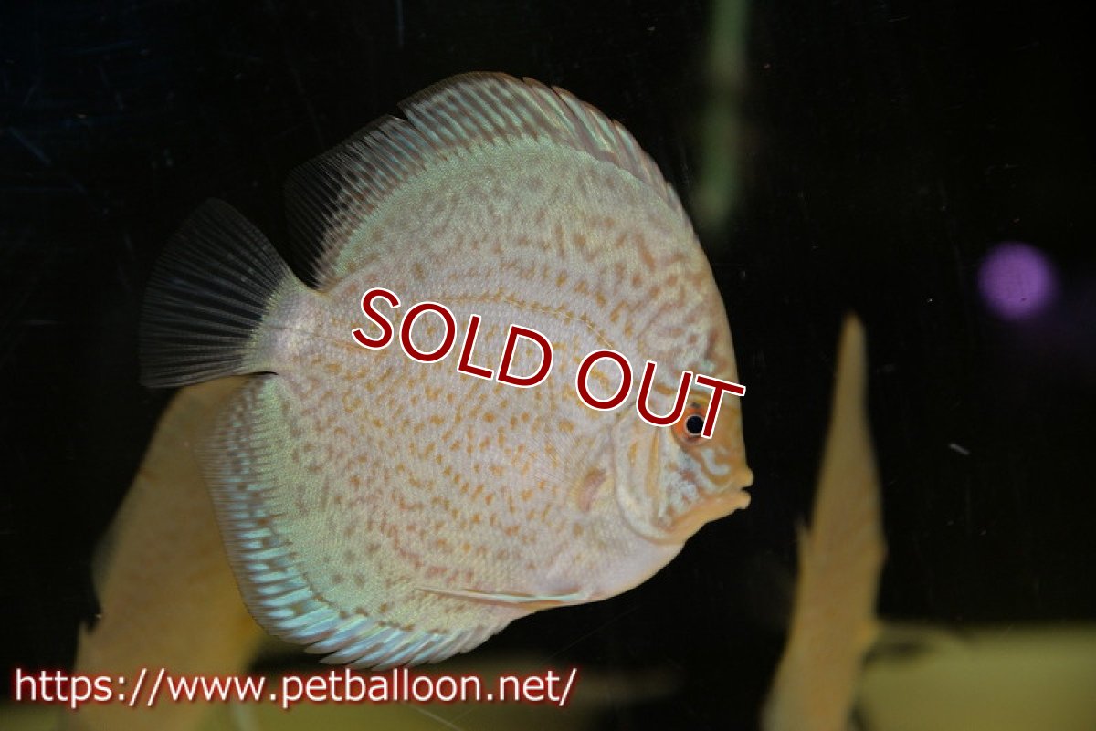 画像3: 【ディスカス】ロイヤルサファイヤ　スポットタイプ　1匹【サンプル画像】8-9cm（生体）マレーシア　NAディスカスファーム (3)