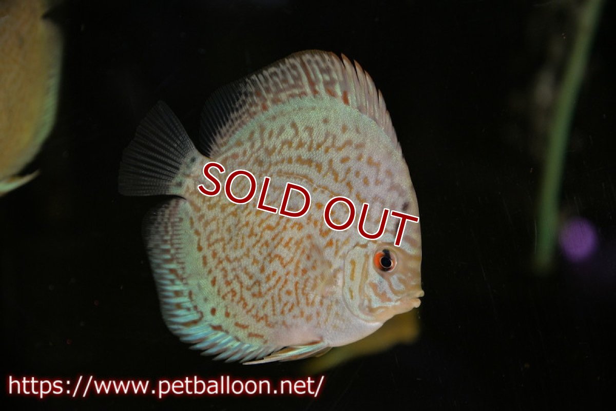 画像4: 【ディスカス】ロイヤルサファイヤ　スポットタイプ　1匹【サンプル画像】8-9cm（生体）マレーシア　NAディスカスファーム (4)