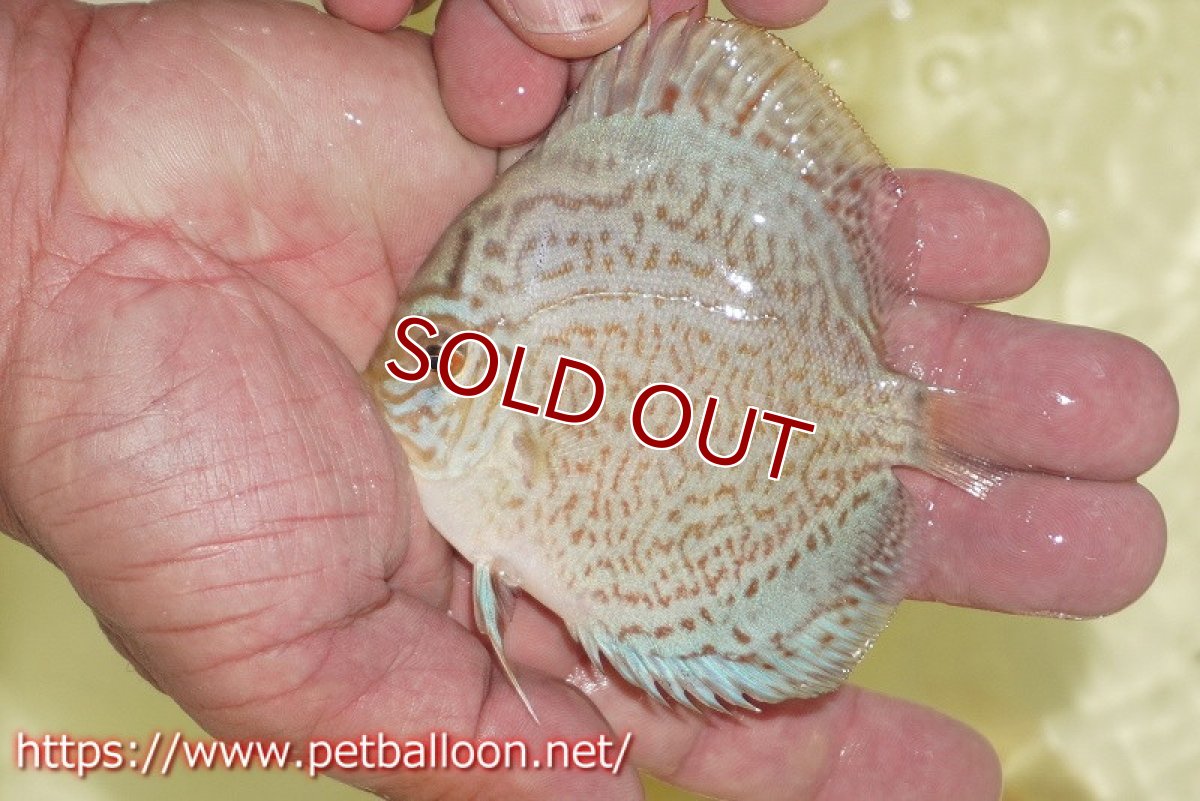 画像6: 【ディスカス】ロイヤルサファイヤ　スポットタイプ　1匹【サンプル画像】8-9cm（生体）マレーシア　NAディスカスファーム (6)