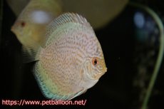 画像2: 【ディスカス】ロイヤルサファイヤ　スポットタイプ　3匹【サンプル画像】8-9cm（生体）マレーシア　NAディスカスファーム (2)