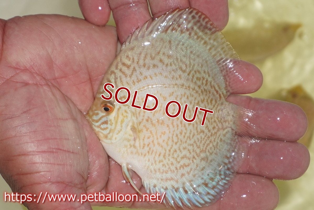 画像5: 【ディスカス】ロイヤルサファイヤ　スポットタイプ　3匹【サンプル画像】8-9cm（生体）マレーシア　NAディスカスファーム (5)