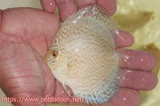 画像5: 【ディスカス】ロイヤルサファイヤ　スポットタイプ　3匹【サンプル画像】8-9cm（生体）マレーシア　NAディスカスファーム (5)