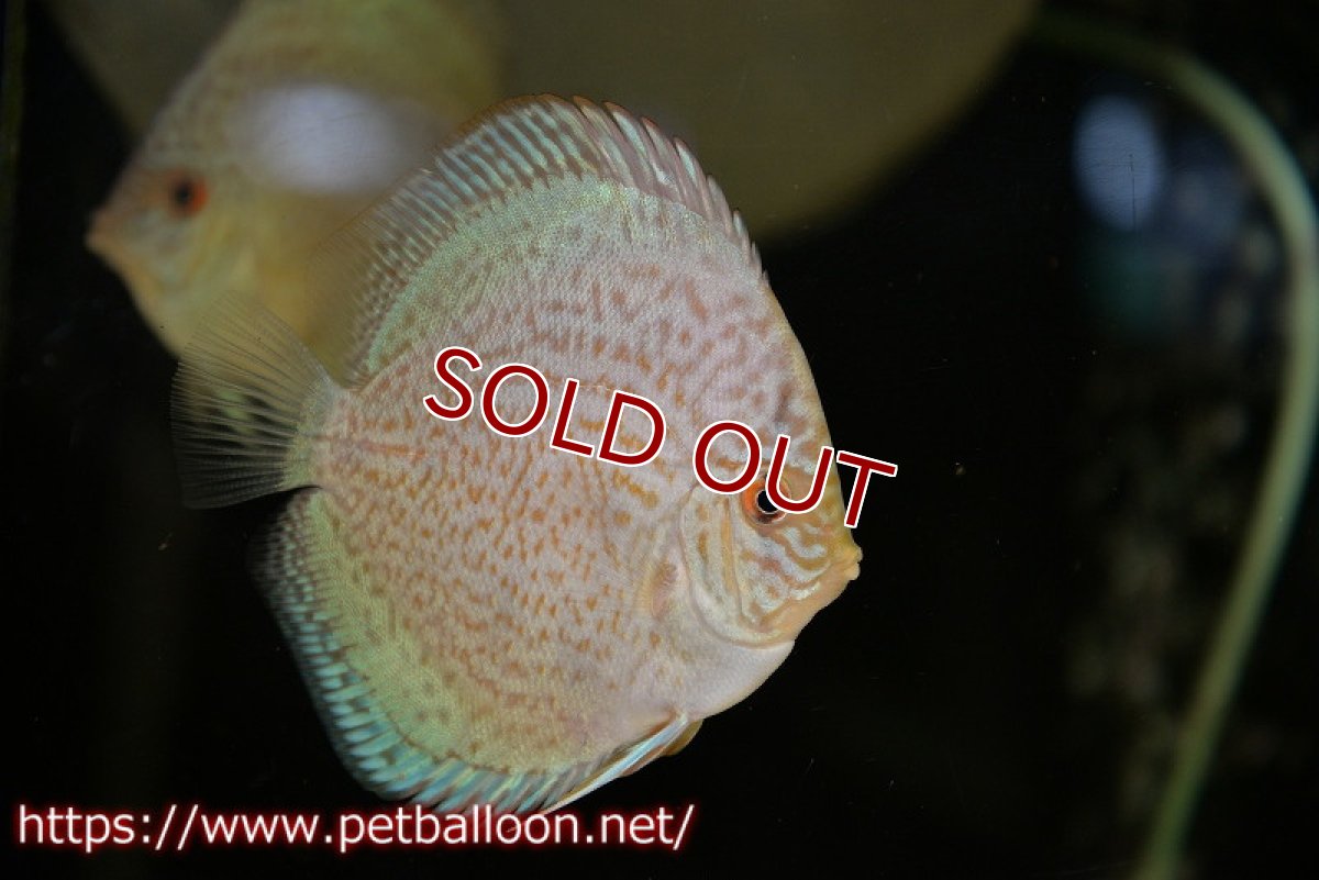 画像2: 【ディスカス】ロイヤルサファイヤ　スポットタイプ　5匹【サンプル画像】8-9cm（生体）マレーシア　NAディスカスファーム (2)