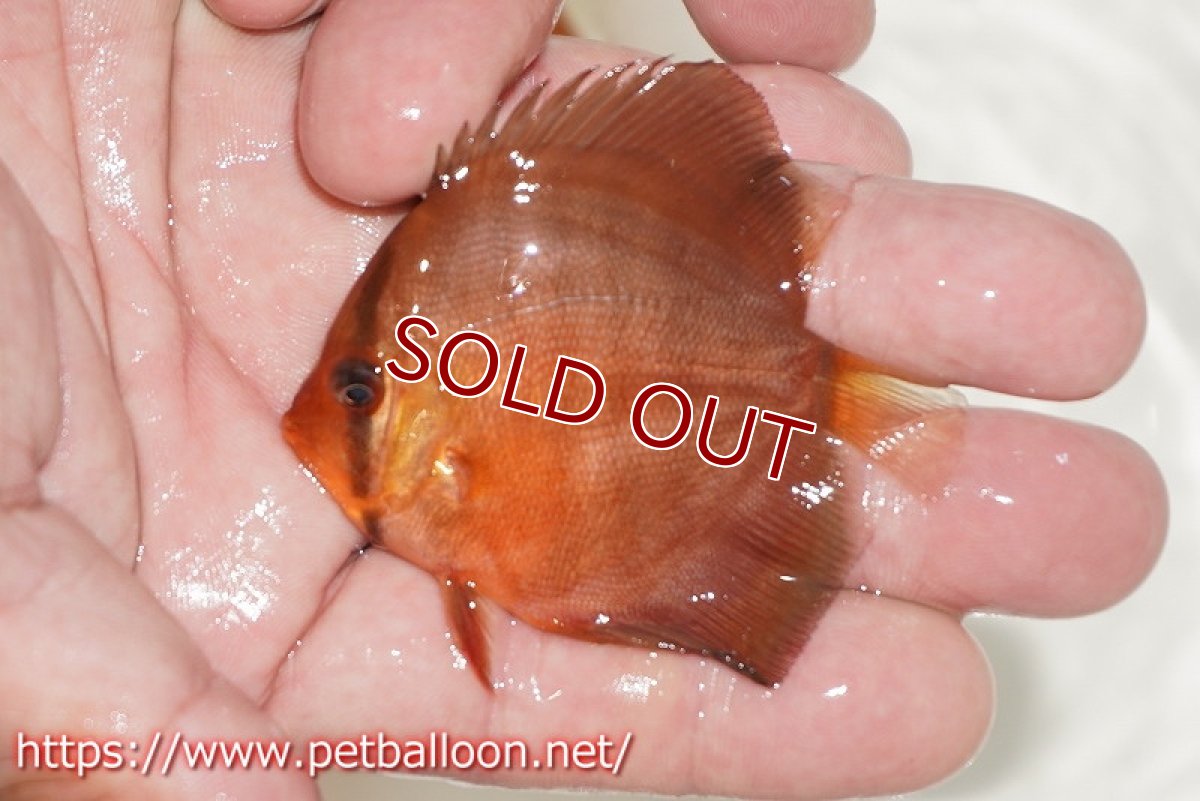 画像2: 【決算セール クーポンご利用で更に10％OFF対象商品】【ディスカス】【通販】【特価品】アレンカーレッド1匹【サンプル画像】5-6cm（生体）（入門用にオススメの稚魚サイズ） (2)