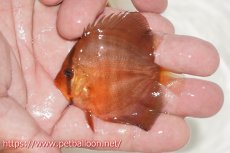 画像2: 【ディスカス】【通販】【特価品】アレンカーレッド3匹【サンプル画像】5-6cm（生体）（入門用にオススメの稚魚サイズ） (2)