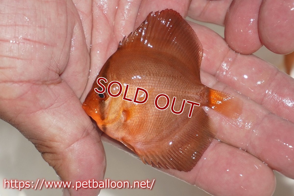 画像3: 【決算セール クーポンご利用で更に10％OFF対象商品】【ディスカス】【通販】【特価品】アレンカーレッド3匹【サンプル画像】5-6cm（生体）（入門用にオススメの稚魚サイズ） (3)