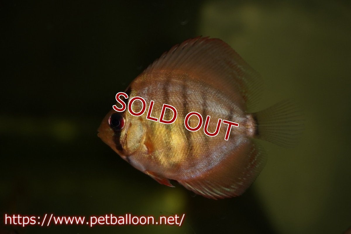 画像3: 【ディスカス】【特価品】スーパーレッドブラウン3匹【サンプル画像】3cm （生体）（入門用にオススメの稚魚サイズ） (3)