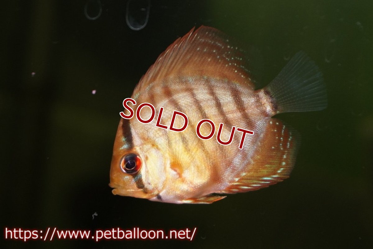 画像2: 【ディスカス】【特価品】スーパーレッドブラウン5匹【サンプル画像】3cm （生体）（入門用にオススメの稚魚サイズ） (2)