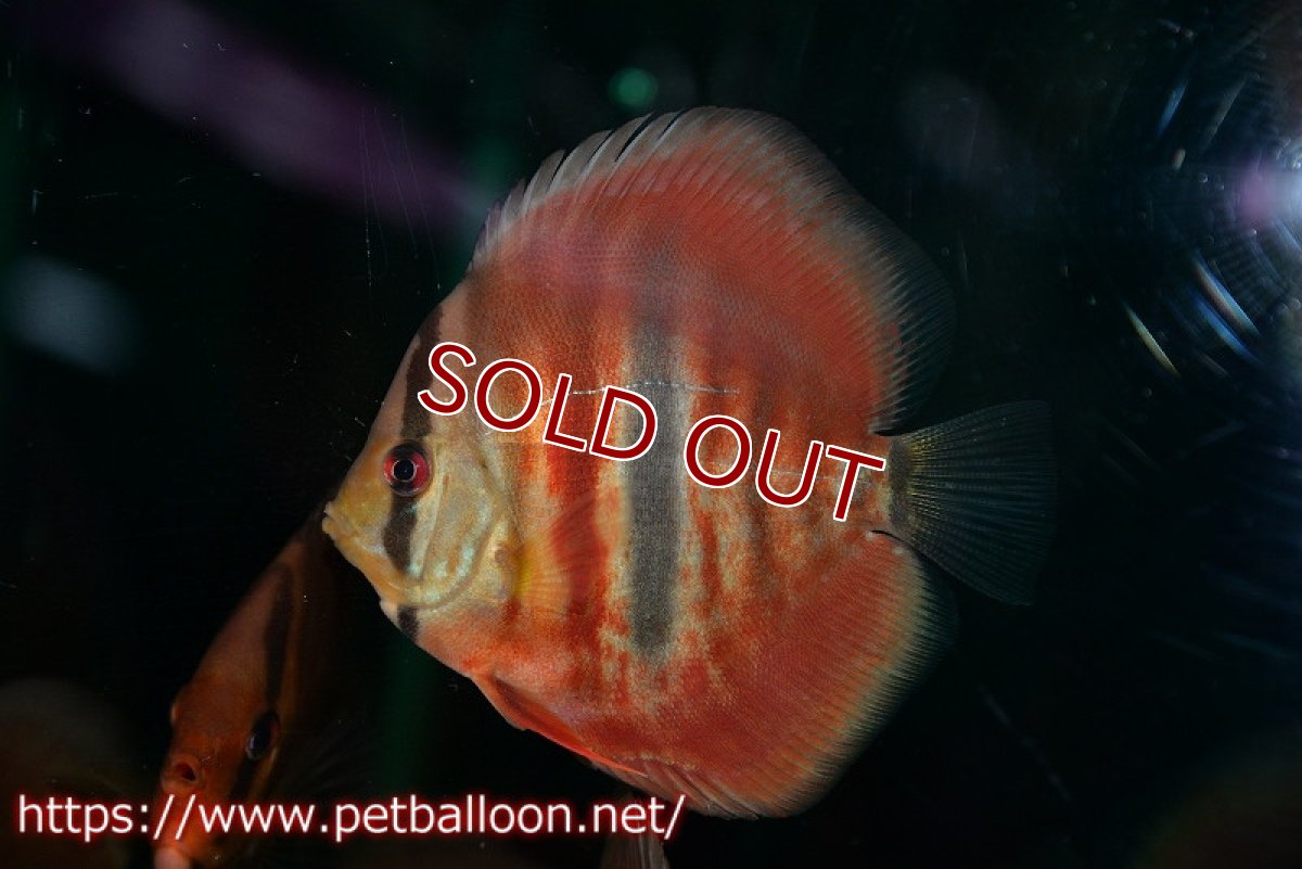 画像1: 【ディスカス】【通販】イサレッド1匹【サンプル画像】9-10ｃｍ（生体） (1)