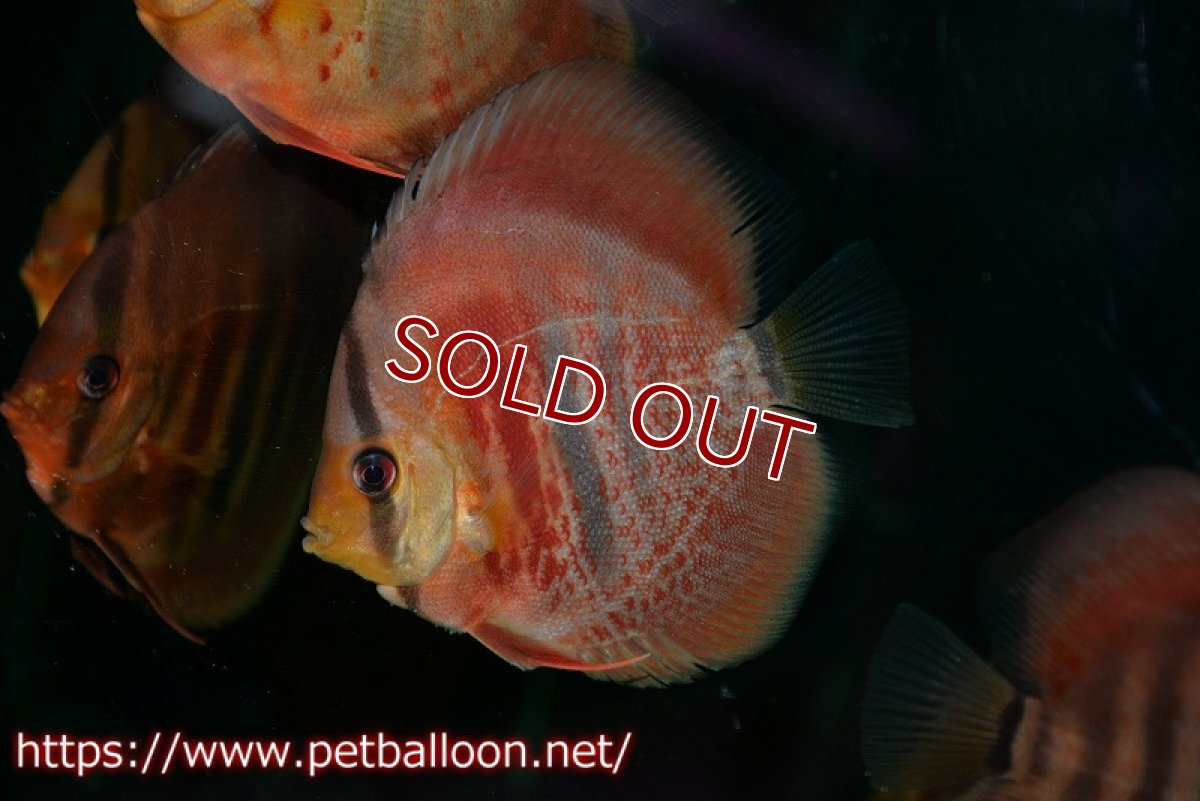 画像2: 【ディスカス】【通販】イサレッド1匹【サンプル画像】9-10ｃｍ（生体） (2)