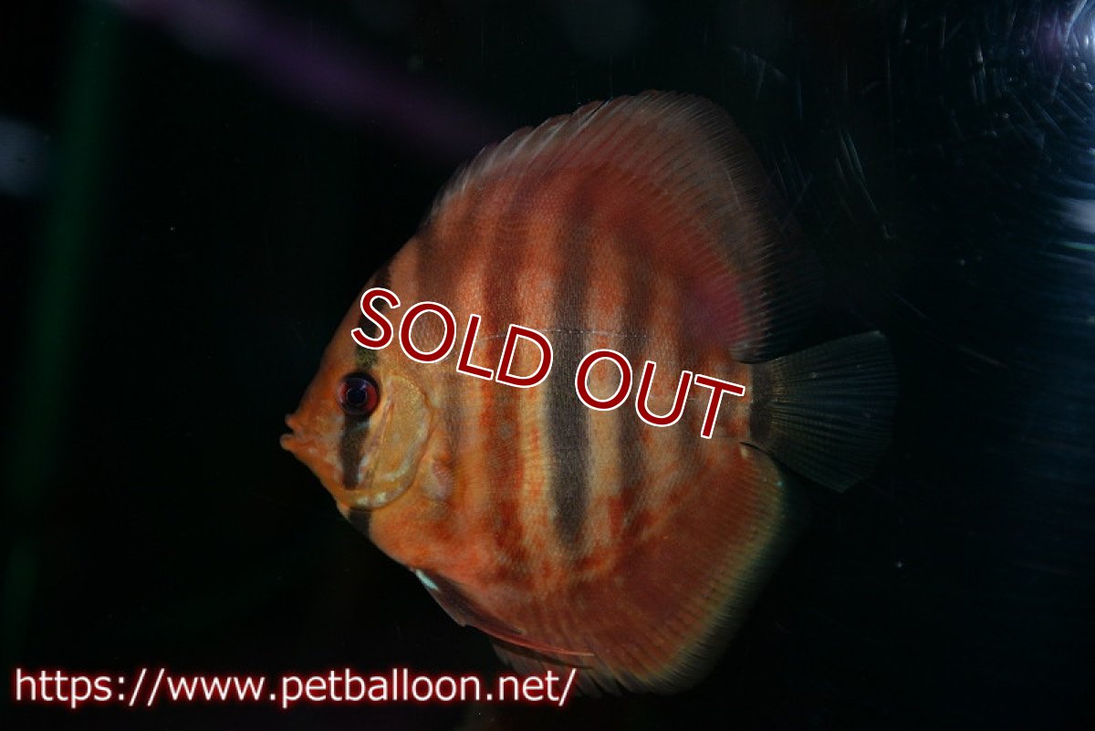 画像2: 【ディスカス】【通販】イサレッド3匹【サンプル画像】9-10ｃｍ（生体） (2)