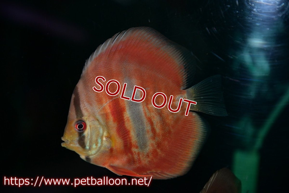 画像3: 【ディスカス】【通販】イサレッド3匹【サンプル画像】9-10ｃｍ（生体） (3)