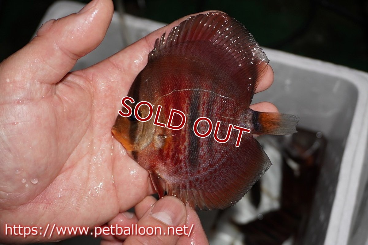 画像5: 【ディスカス】【通販】イサレッド3匹【サンプル画像】9-10ｃｍ（生体） (5)