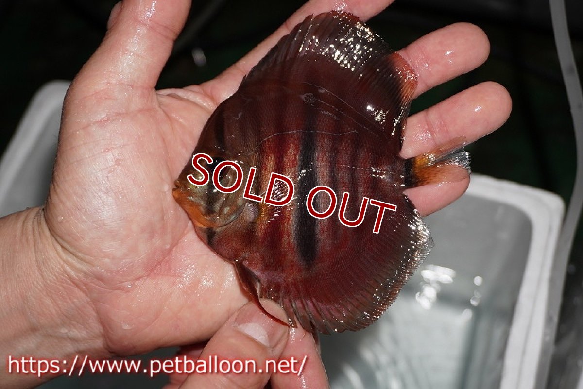 画像6: 【ディスカス】【通販】イサレッド3匹【サンプル画像】9-10ｃｍ（生体） (6)