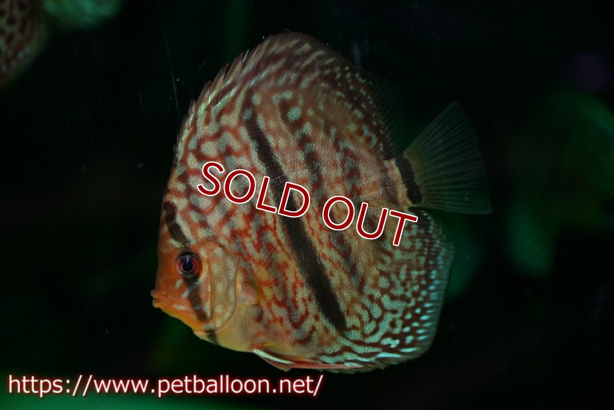 画像2: 【ディスカス】【通販】レオパードヘッケル　ヘビーセンターバー1匹【サンプル画像】9-10ｃｍ（生体） (2)