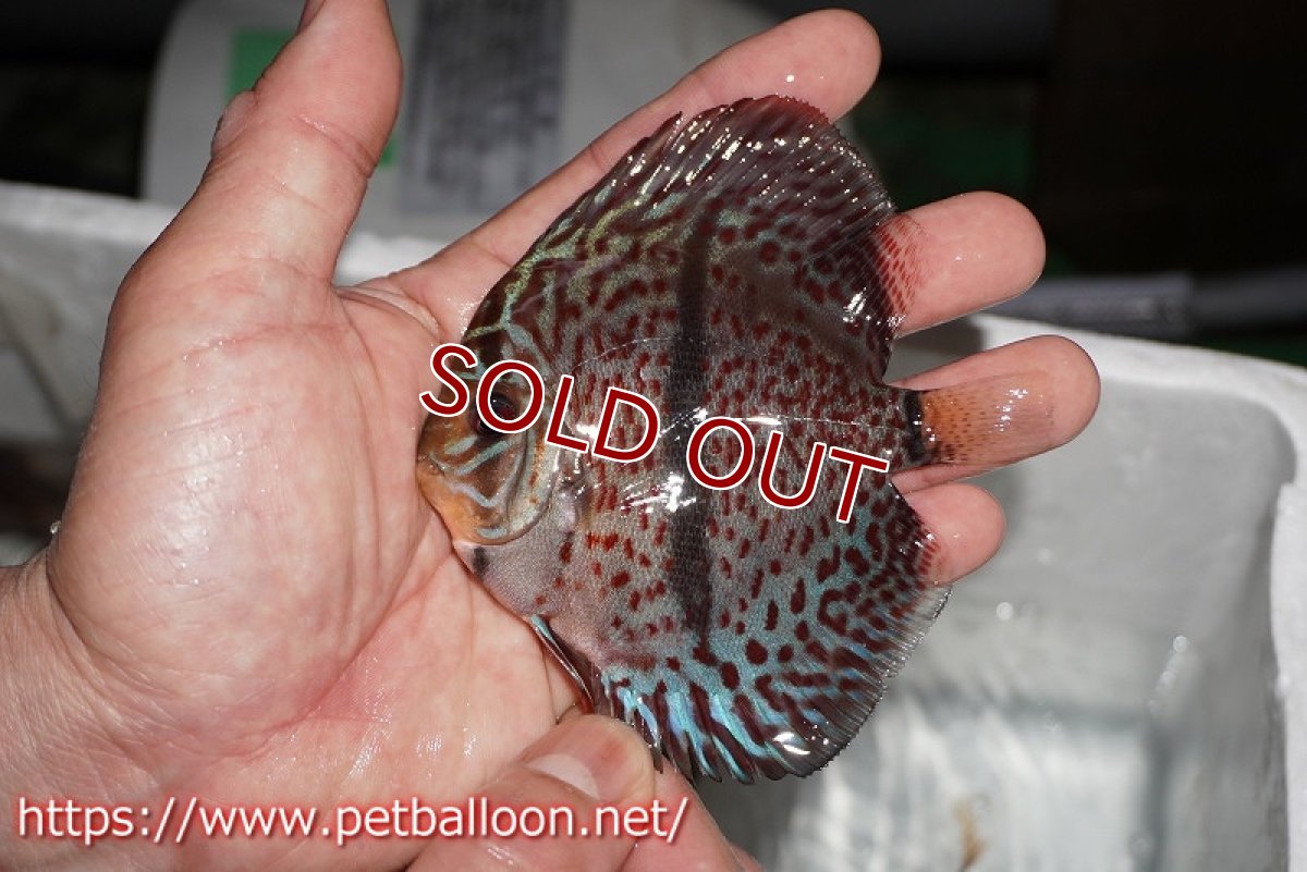 画像5: 【ディスカス】【通販】レオパードヘッケル　ヘビーセンターバー1匹【サンプル画像】9-10ｃｍ（生体） (5)