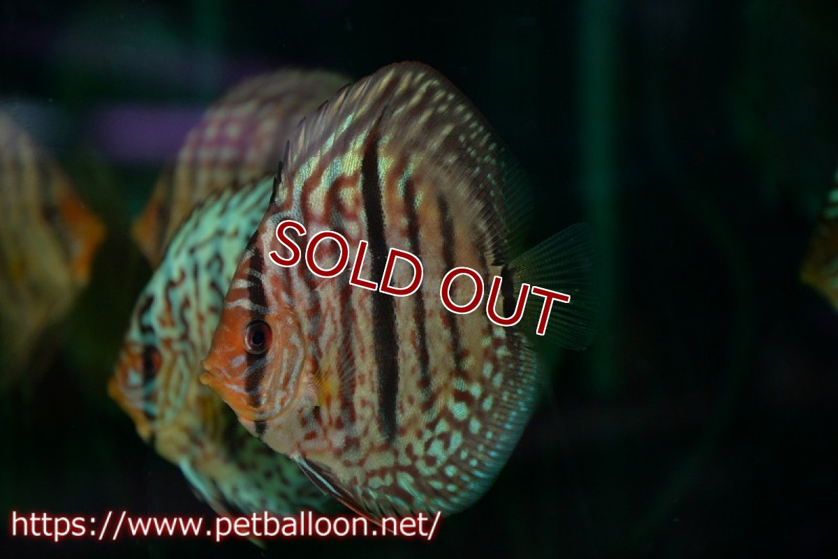 画像3: 【ディスカス】【通販】レオパードヘッケル　ヘビーセンターバー3匹【サンプル画像】9-10ｃｍ（生体） (3)