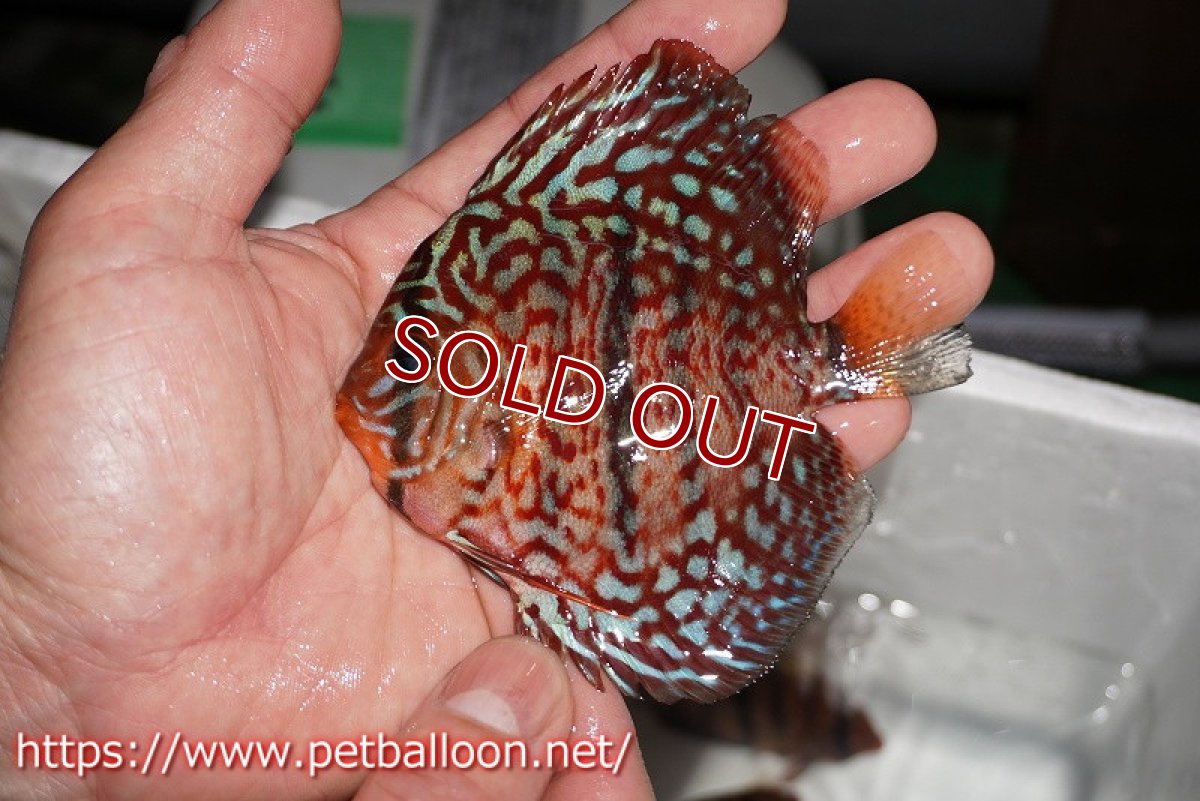 画像4: 【ディスカス】【通販】レオパードヘッケル　ヘビーセンターバー3匹【サンプル画像】9-10ｃｍ（生体） (4)