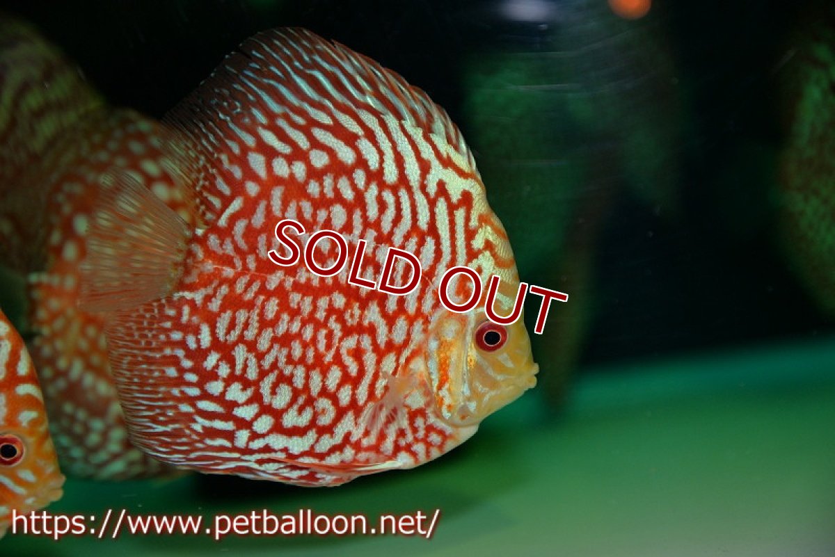 画像4: 【ディスカス】【ディスカス】【通販】スターダストポルカドット1匹【サンプル画像】8-9cm（生体） (4)