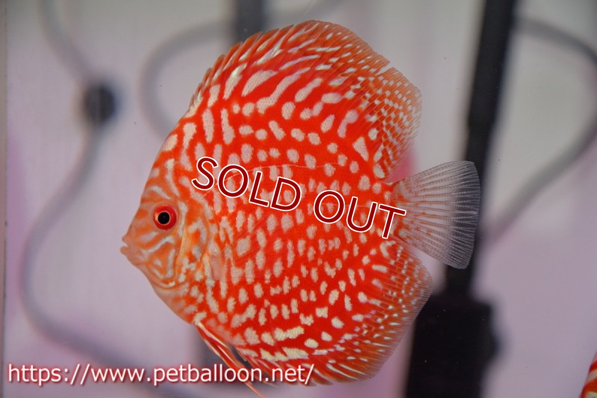 画像1: 【ディスカス】【ディスカス】【通販】スターダストポルカドット3匹【サンプル画像】8-9cm（生体） (1)