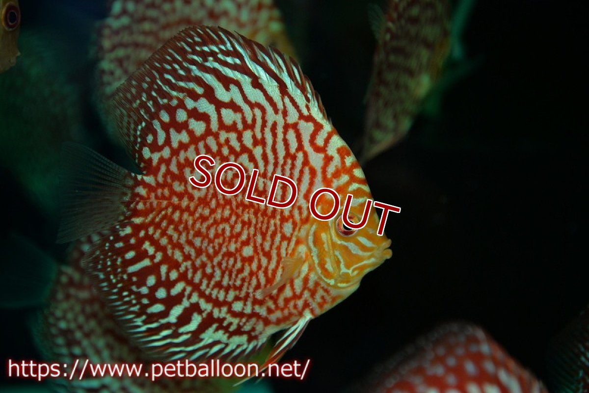 画像5: 【ディスカス】【ディスカス】【通販】スターダストポルカドット3匹【サンプル画像】8-9cm（生体） (5)