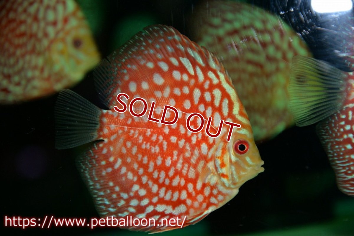 画像6: 【ディスカス】【ディスカス】【通販】スターダストポルカドット3匹【サンプル画像】8-9cm（生体） (6)