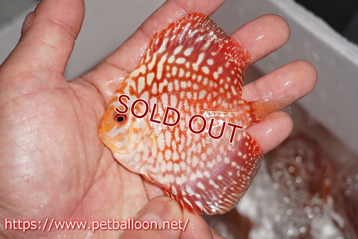 画像7: 【ディスカス】【ディスカス】【通販】スターダストポルカドット3匹【サンプル画像】8-9cm（生体） (7)